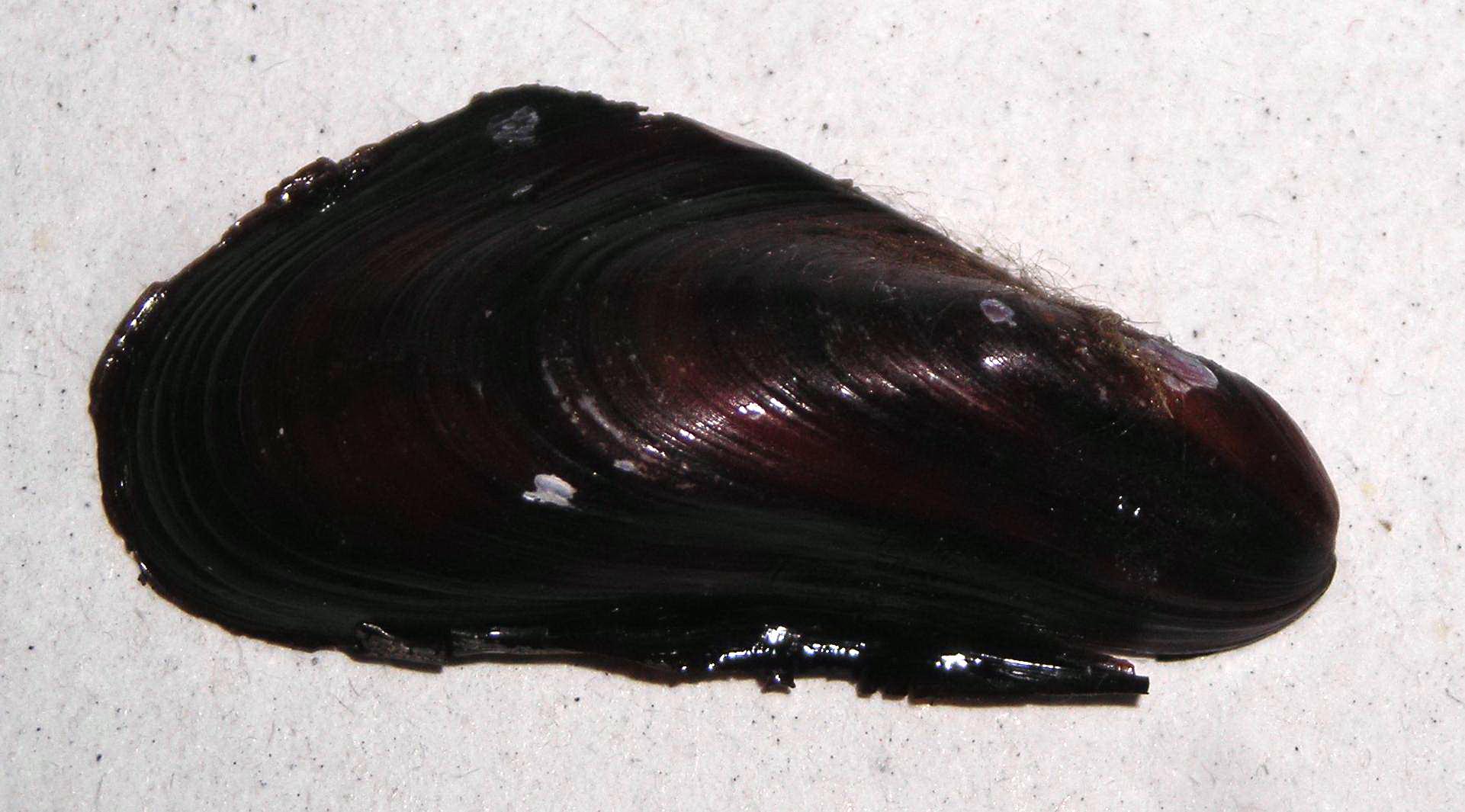Mytilidae2